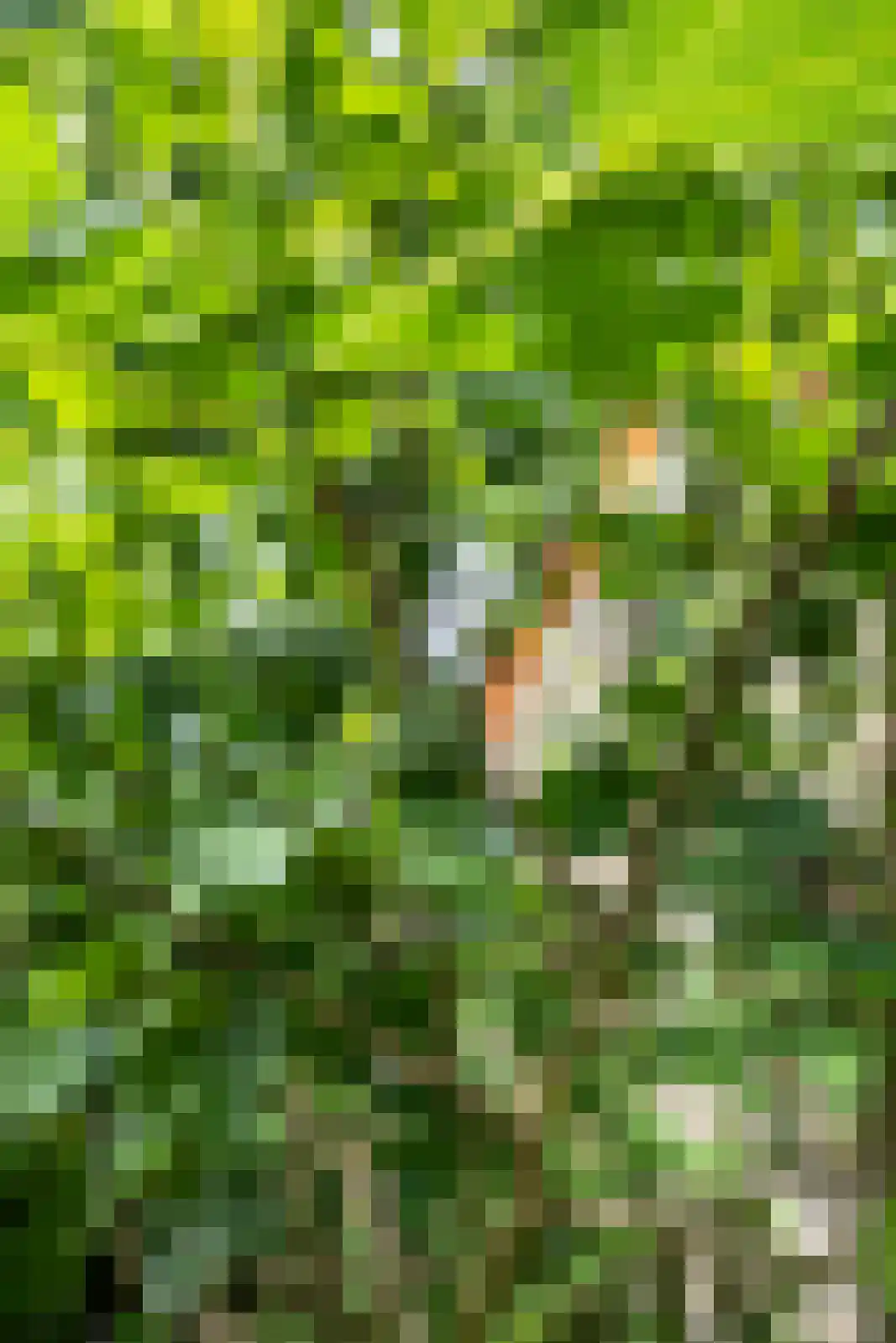 Berkenlaan 18 Schoonebeek thumbnail 58