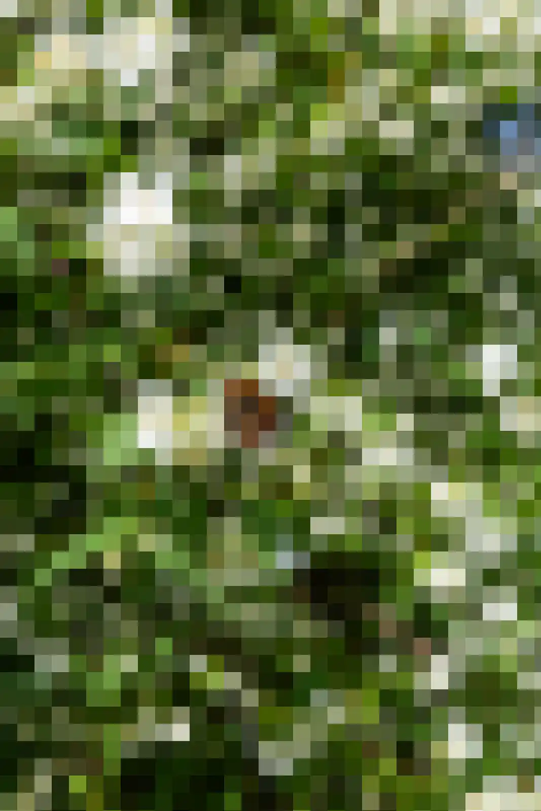Berkenlaan 18 Schoonebeek thumbnail 59