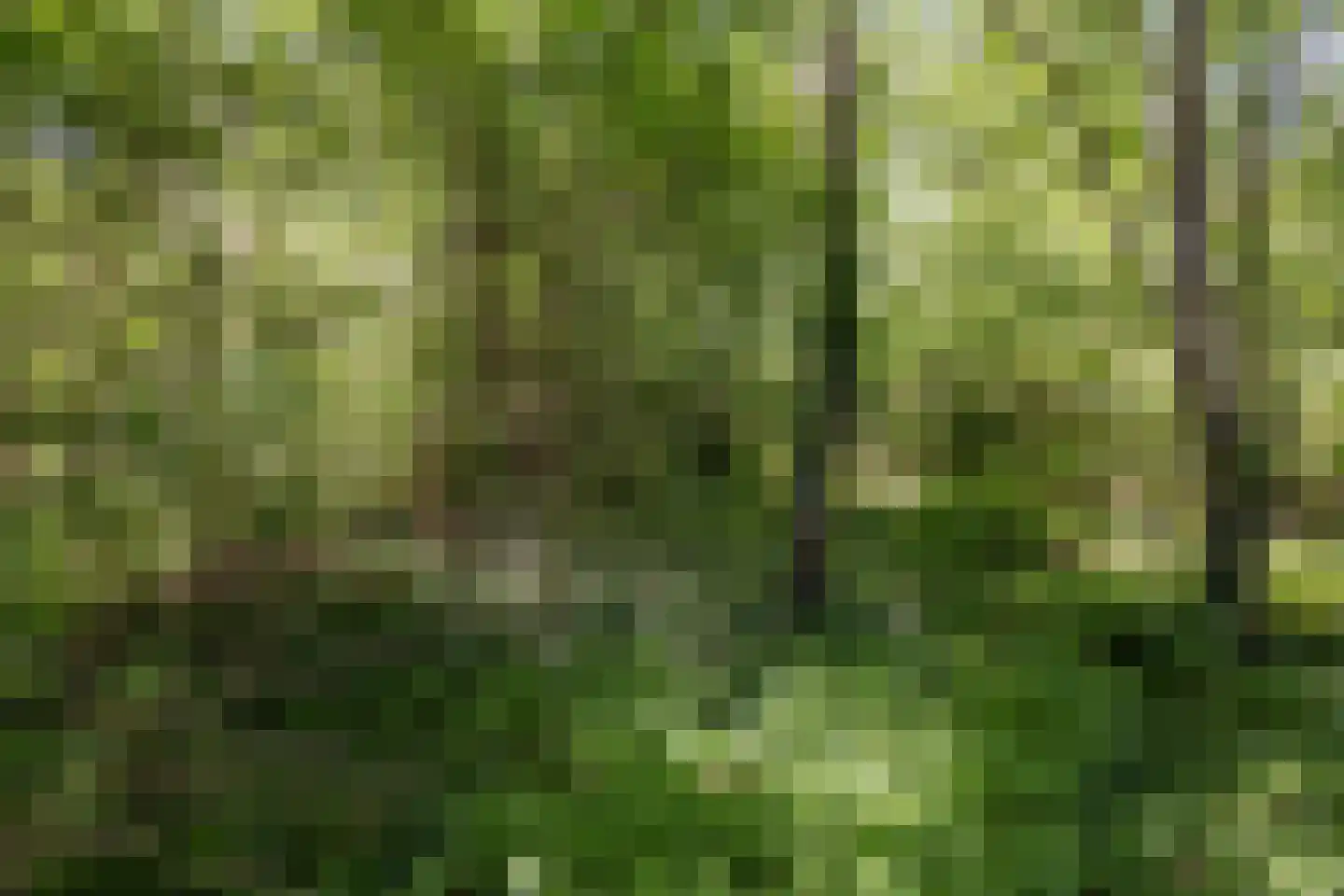 Berkenlaan 18 Schoonebeek thumbnail 66
