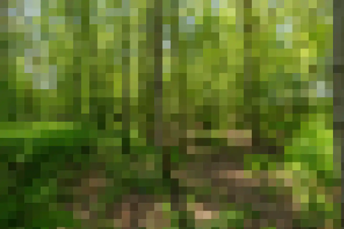 Berkenlaan 18 Schoonebeek thumbnail 67