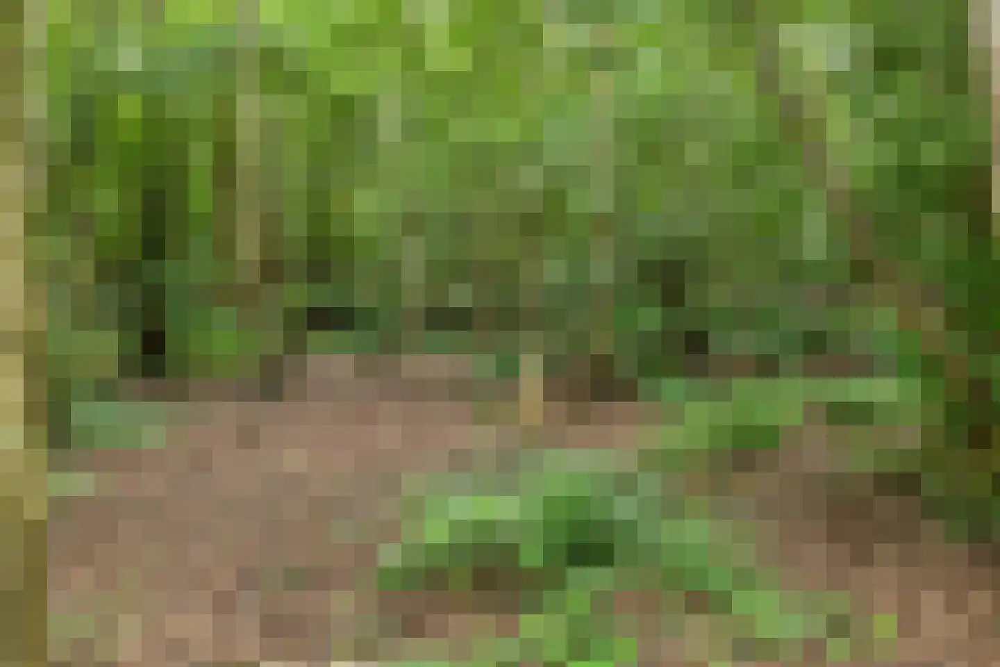 Berkenlaan 18 Schoonebeek thumbnail 68