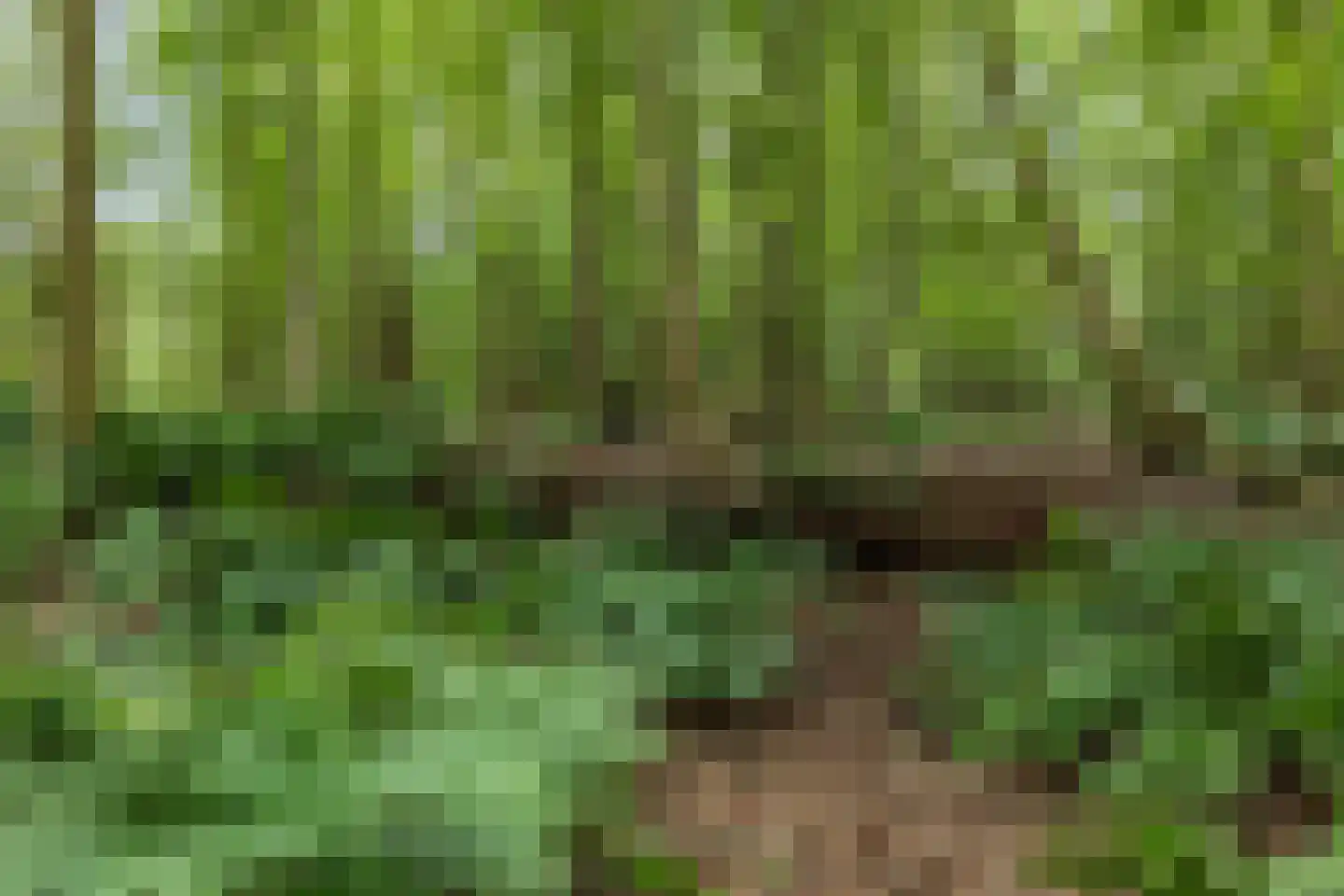 Berkenlaan 18 Schoonebeek thumbnail 69
