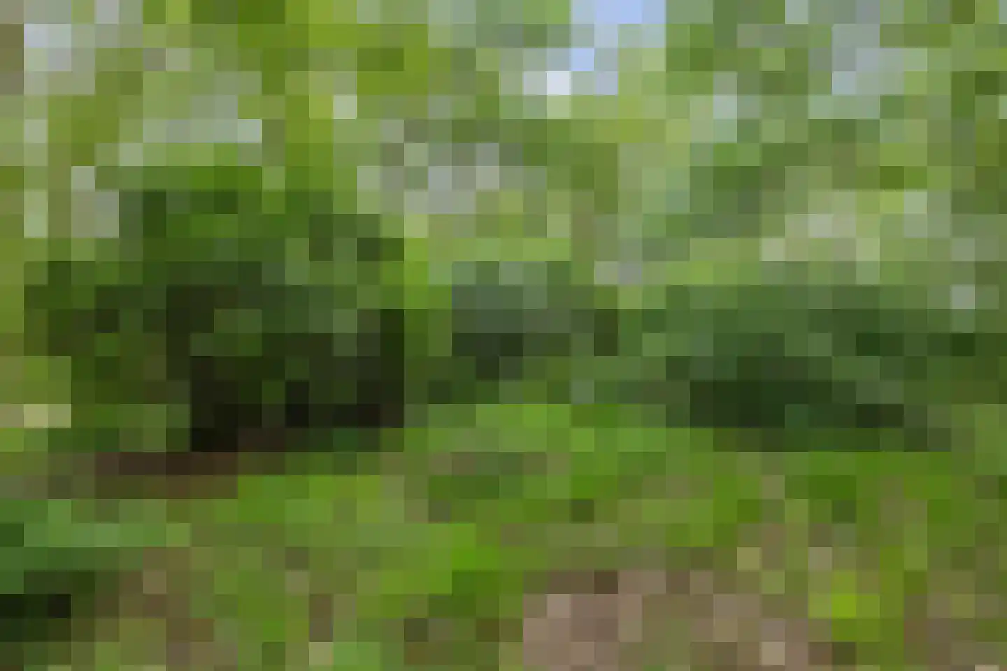 Berkenlaan 18 Schoonebeek thumbnail 70