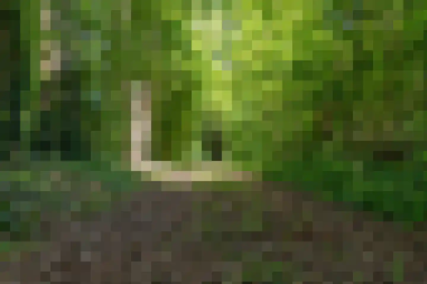 Berkenlaan 18 Schoonebeek thumbnail 79