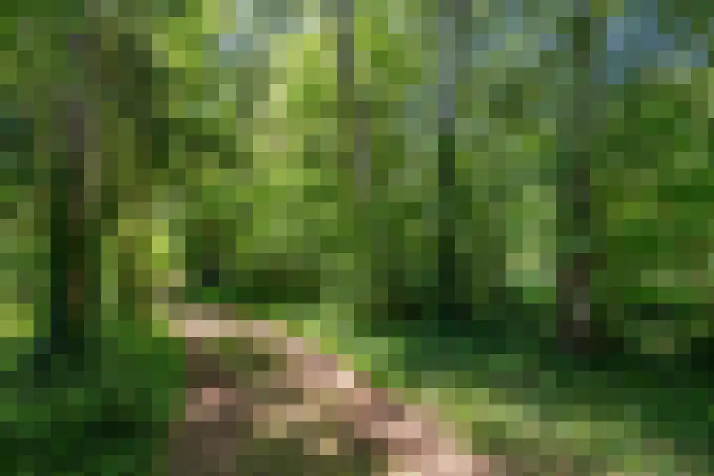 Berkenlaan 18 Schoonebeek thumbnail 80