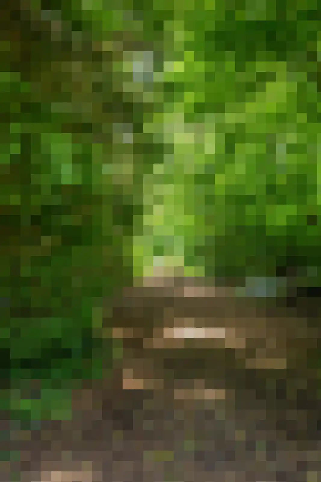 Berkenlaan 18 Schoonebeek thumbnail 85