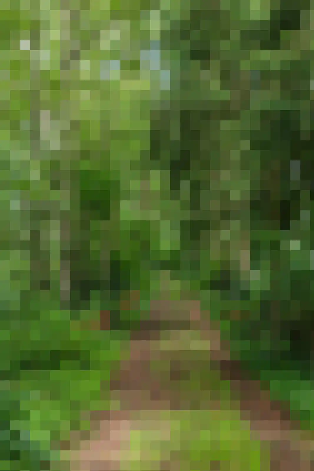 Berkenlaan 18 Schoonebeek thumbnail 86