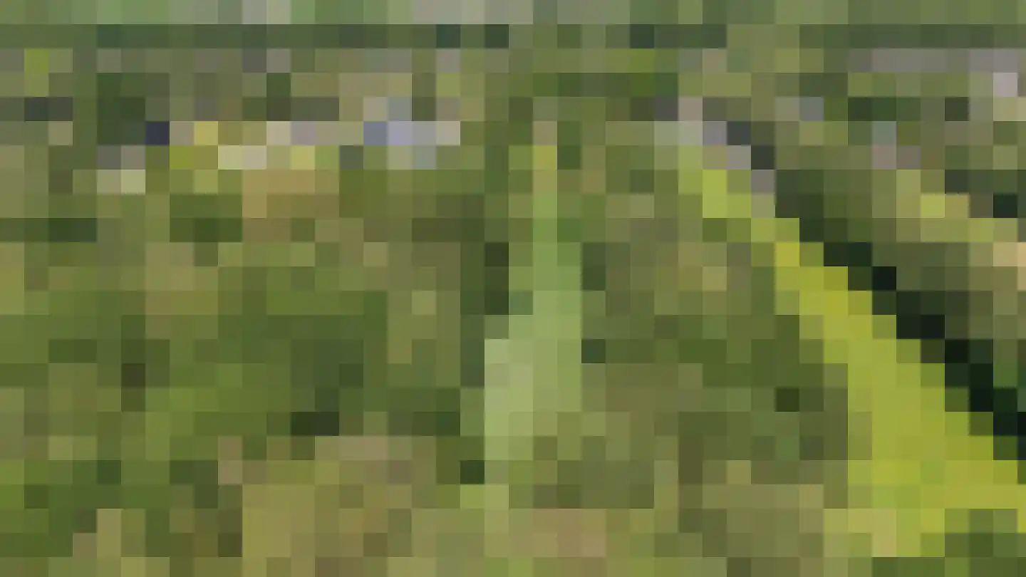 Berkenlaan 18 Schoonebeek thumbnail 93