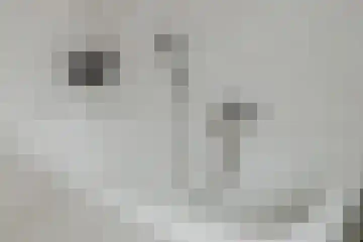 Berkenlaan 194 Zundert thumbnail 26