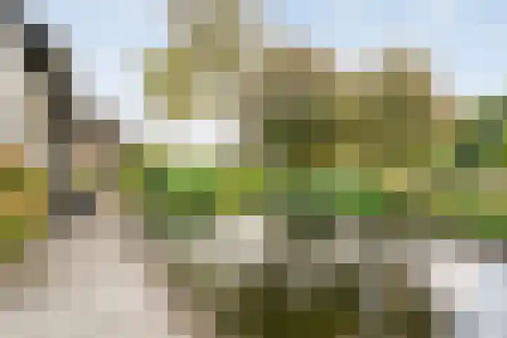 Berkenlaan 2 Hardenberg thumbnail 27