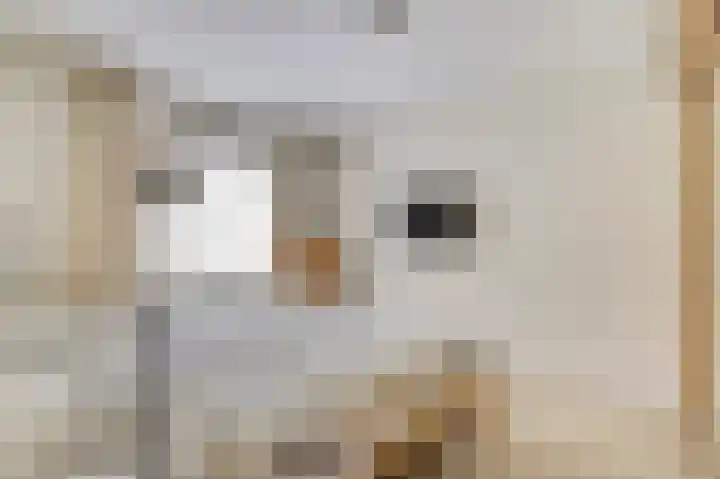 Berkenlaan 2 Made thumbnail 12