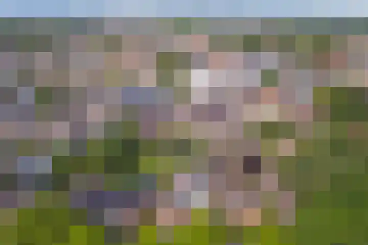 Berkenlaan 2 Made thumbnail 46