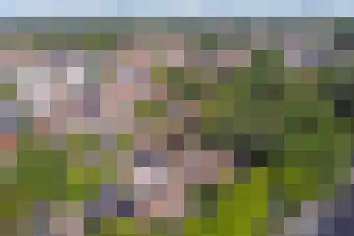 Berkenlaan 2 Made thumbnail 47