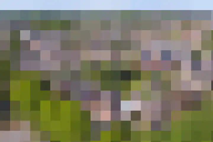 Berkenlaan 2 Made thumbnail 50
