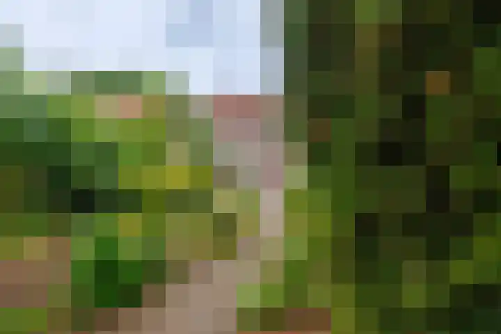 Berkenlaan 20 Ede thumbnail 32