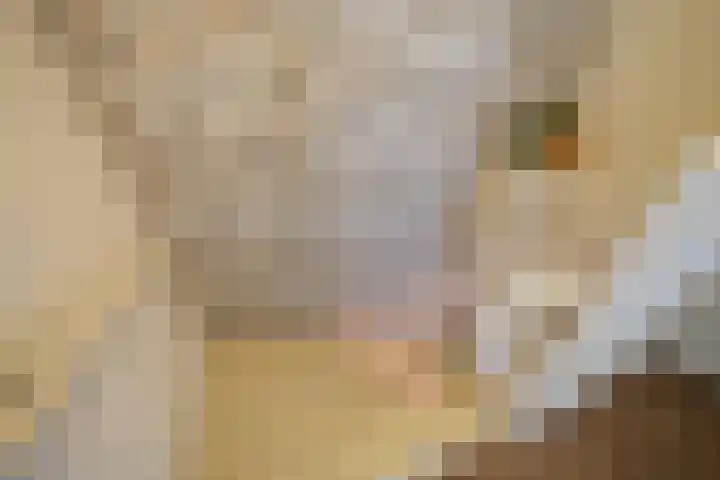 Berkenlaan 20 Geleen thumbnail 22