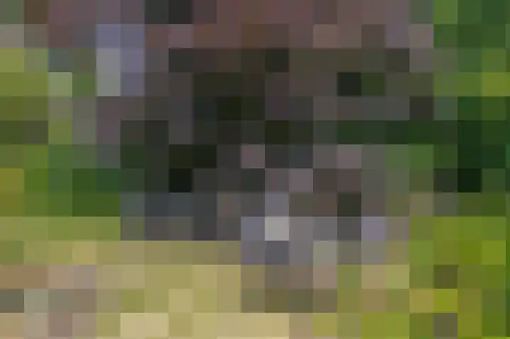 Berkenlaan 20 Waalwijk thumbnail 24