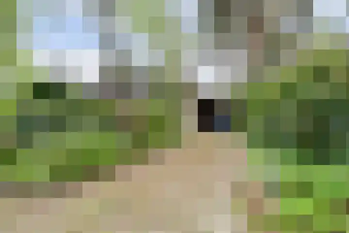 Berkenlaan 22 Velden thumbnail 25