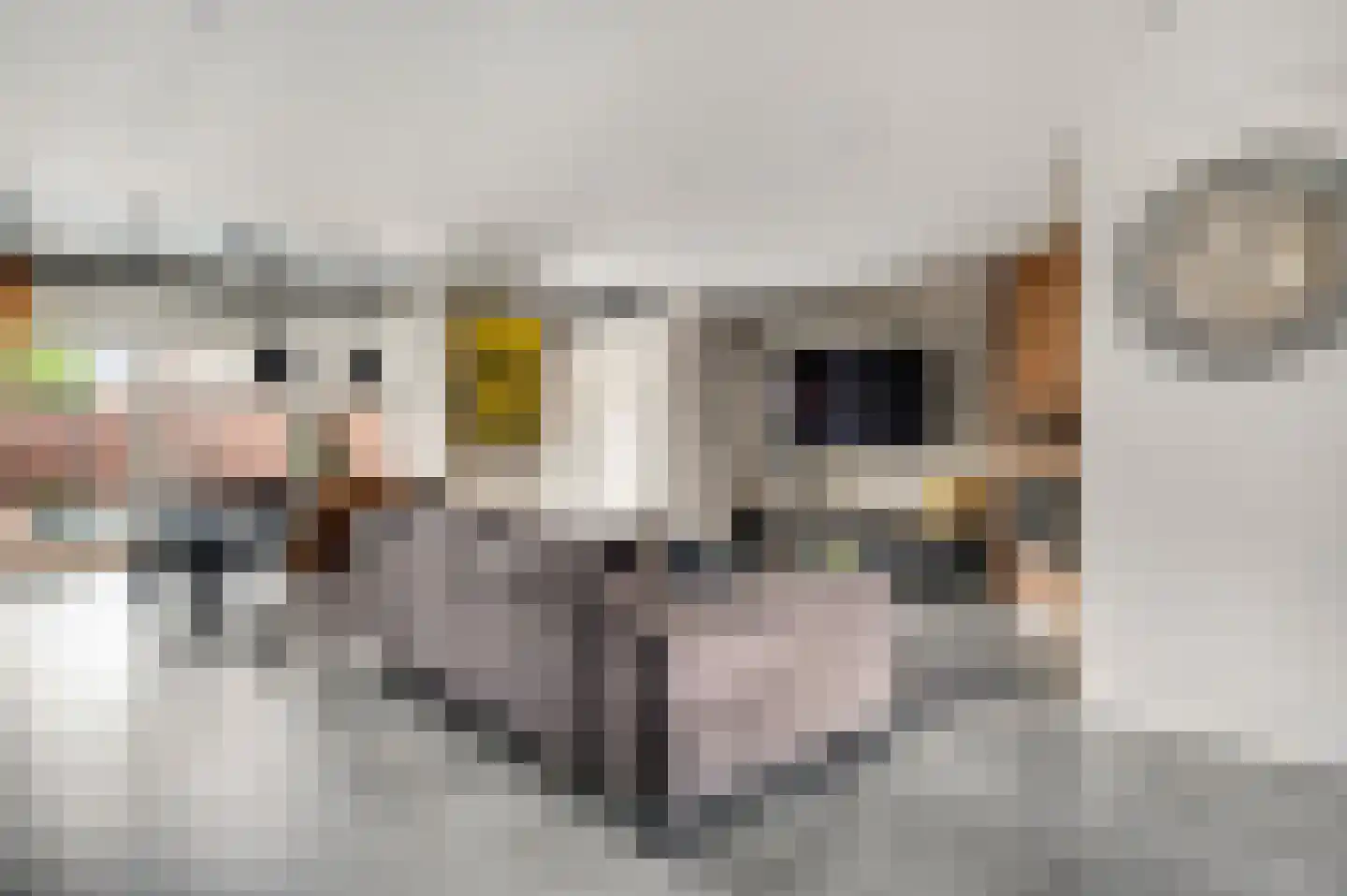 Berkenlaan 22 Vlodrop thumbnail 4