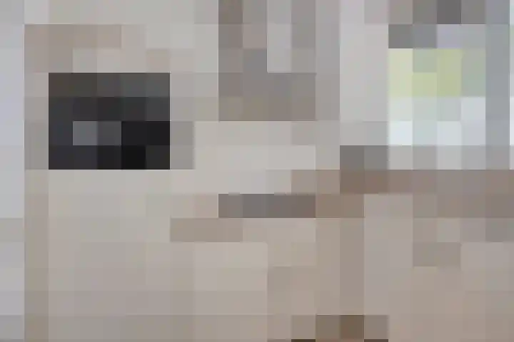 Berkenlaan 293 Zutphen thumbnail 12