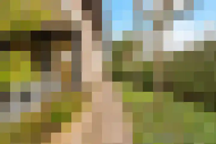 Berkenlaan 31 Barneveld thumbnail 84