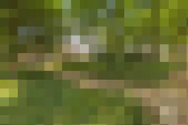 Berkenlaan 34 Zundert thumbnail 39