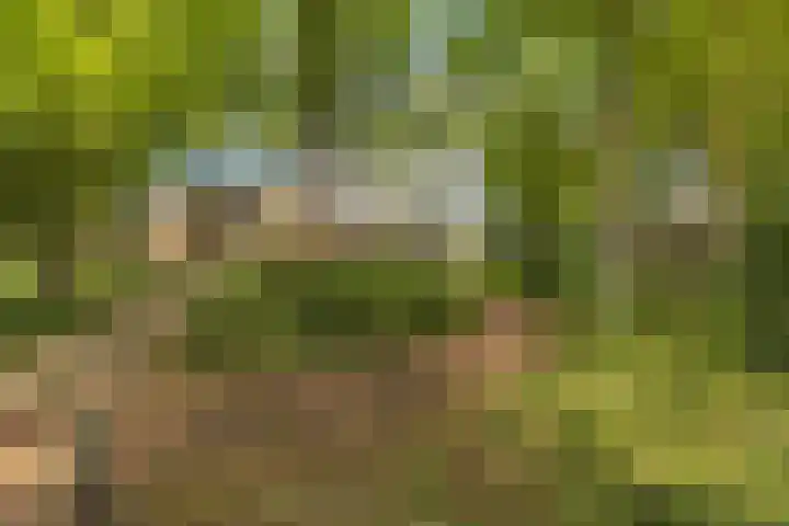 Berkenlaan 34 Zundert thumbnail 8
