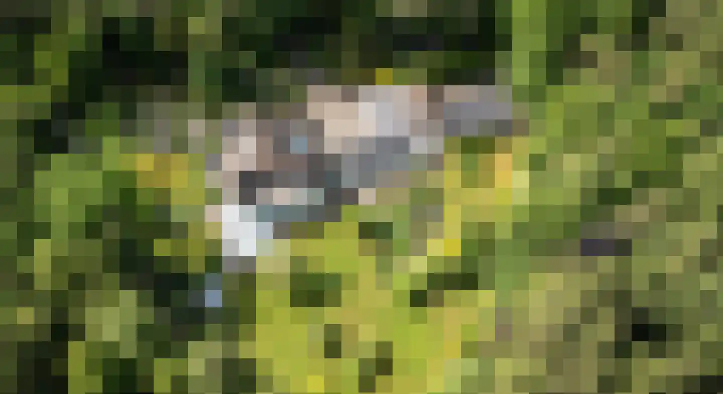 Berkenlaan 4 A Epe thumbnail 43