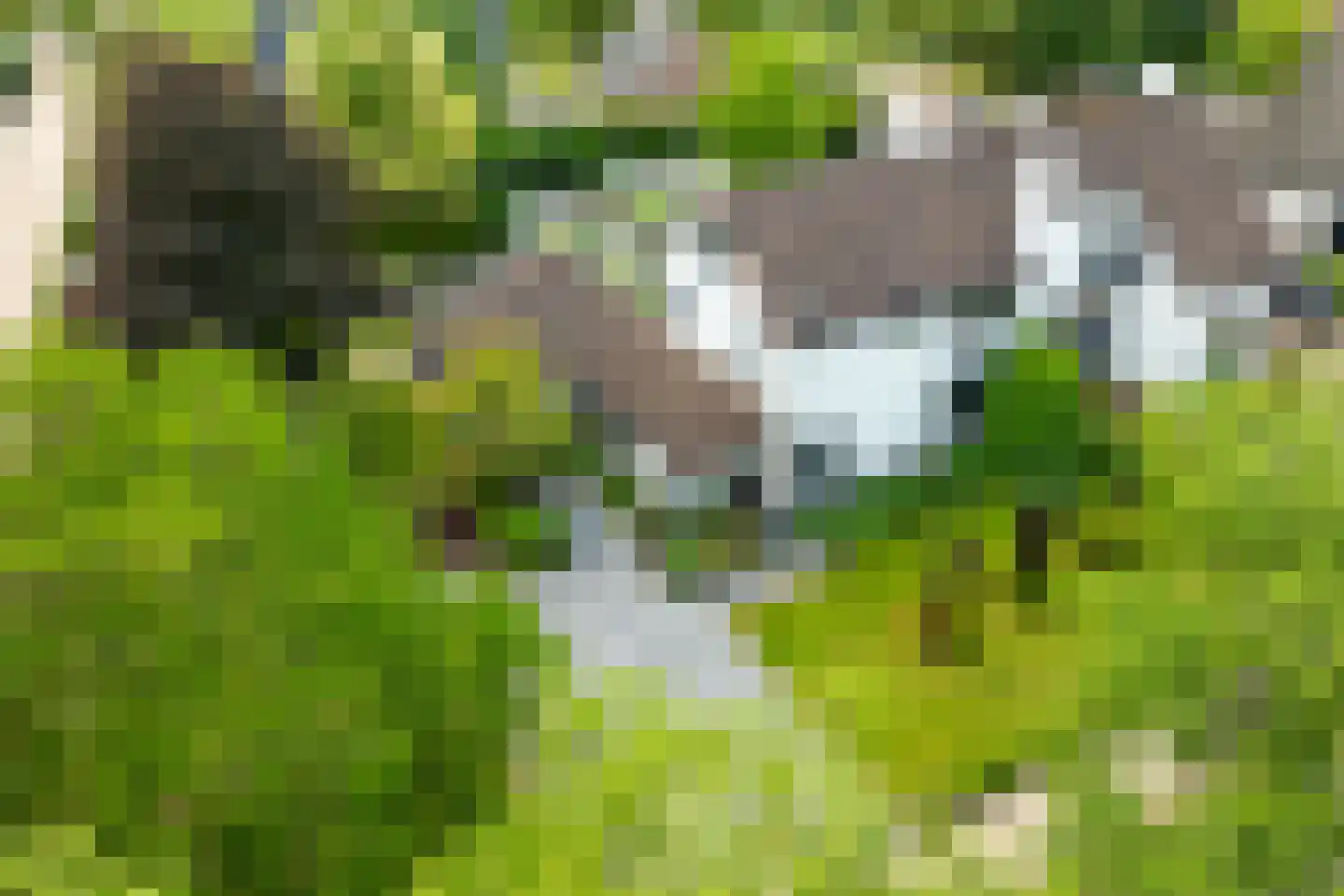 Berkenlaan 42 Silvolde foto 2