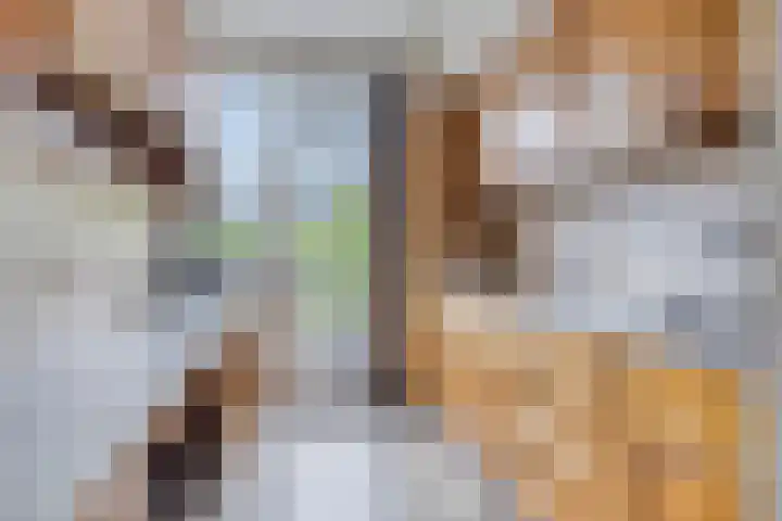 Berkenlaan 44 Zutphen thumbnail 16