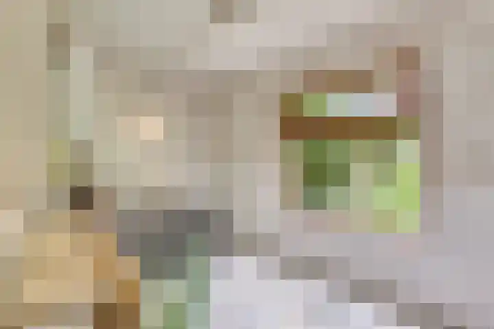 Berkenlaan 5 Rosmalen thumbnail 12