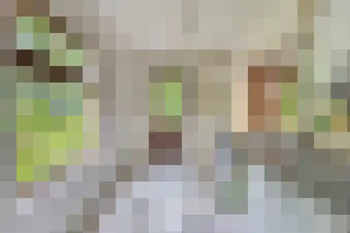 Berkenlaan 5 Rosmalen thumbnail 13