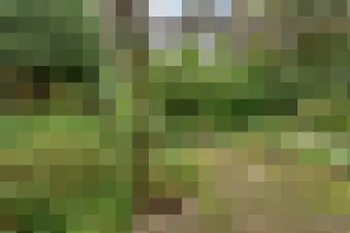 Berkenlaan 5 Rosmalen thumbnail 37