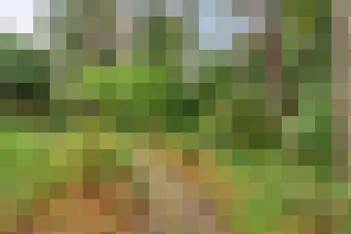 Berkenlaan 5 Rosmalen thumbnail 38