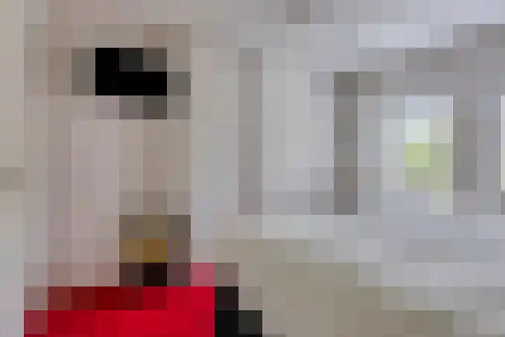 Berkenlaan 6 Gasselte thumbnail 20