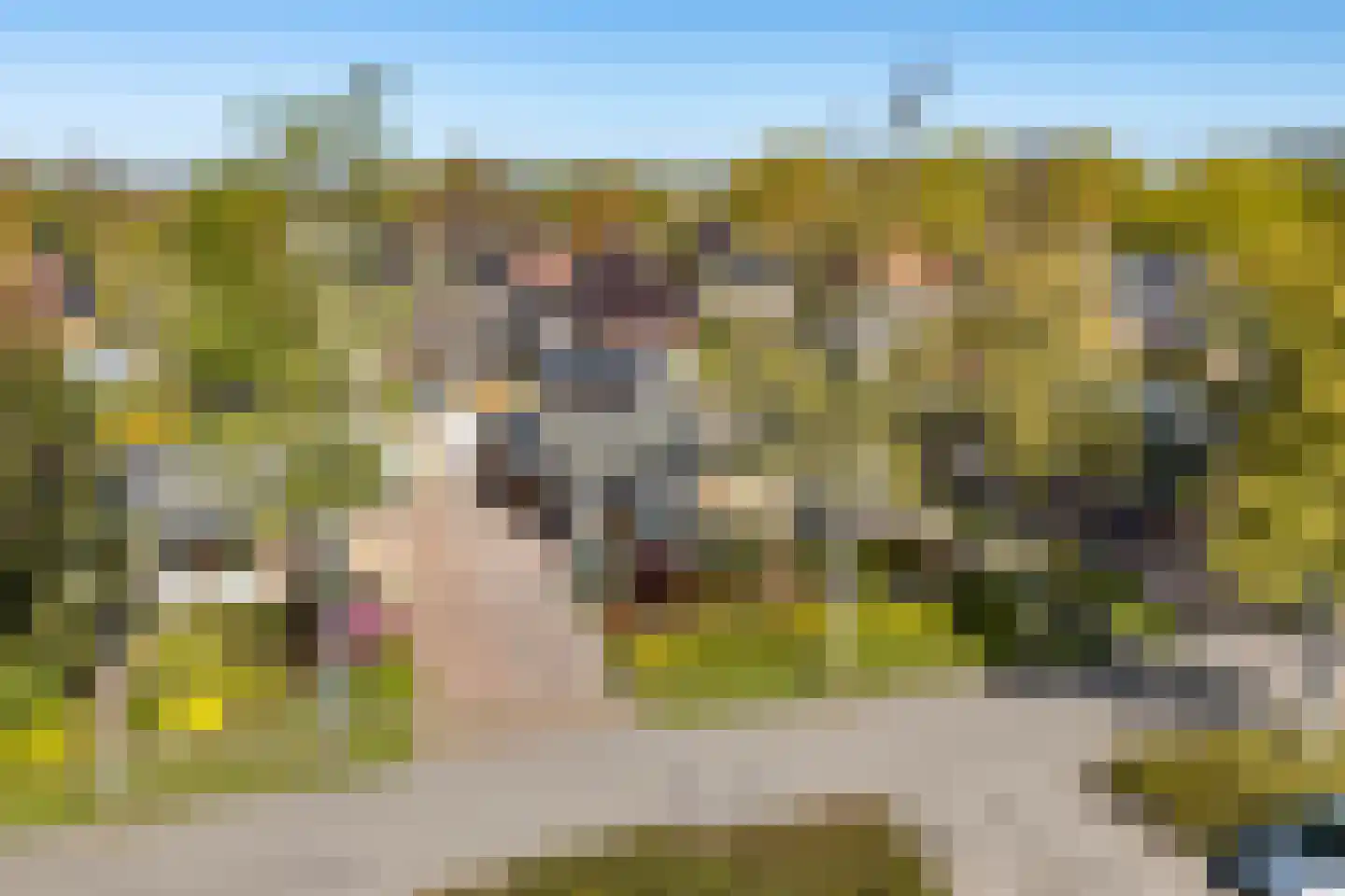 Berkenlaan 8 Buitenpost thumbnail 6