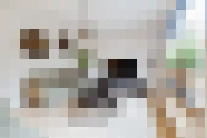 Berkenoord 139 Vaassen thumbnail 9