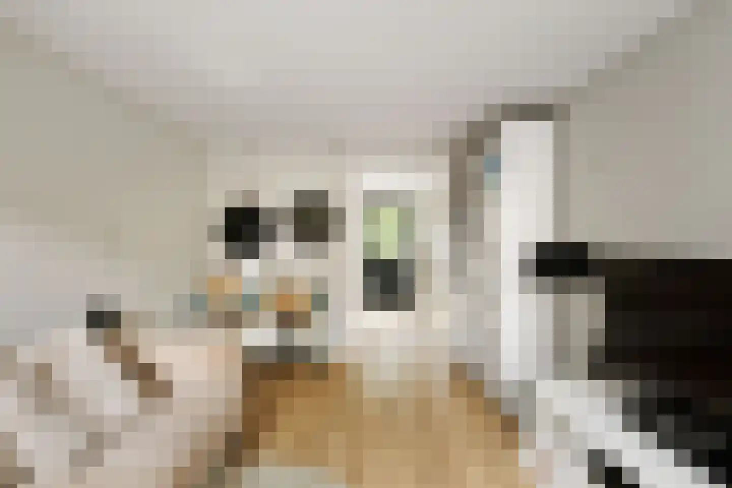 Berkenschakel 20 Bathmen thumbnail 17
