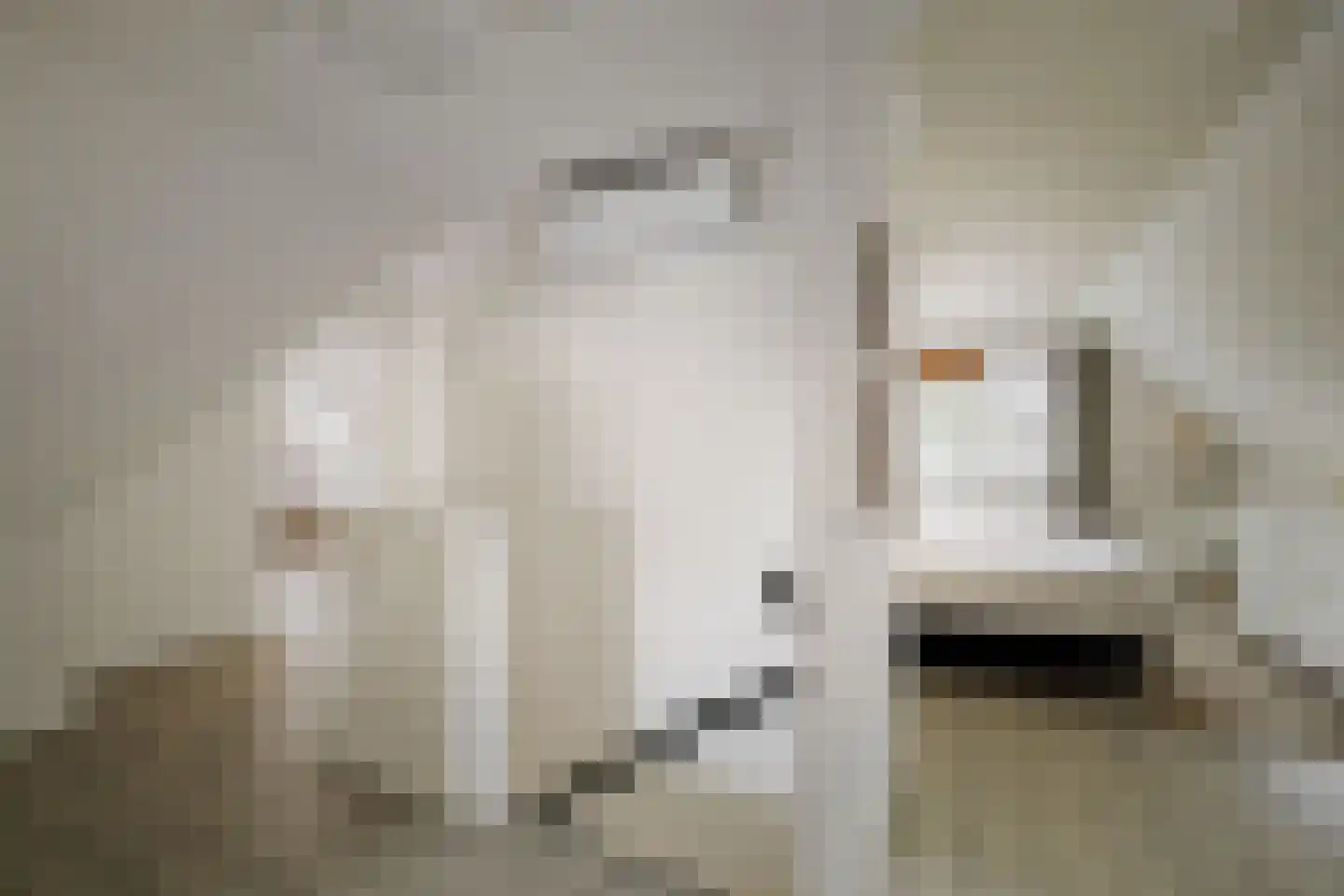 Berkenschakel 20 Bathmen thumbnail 23