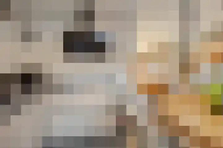 Berkenschakel 35 Bathmen thumbnail 13