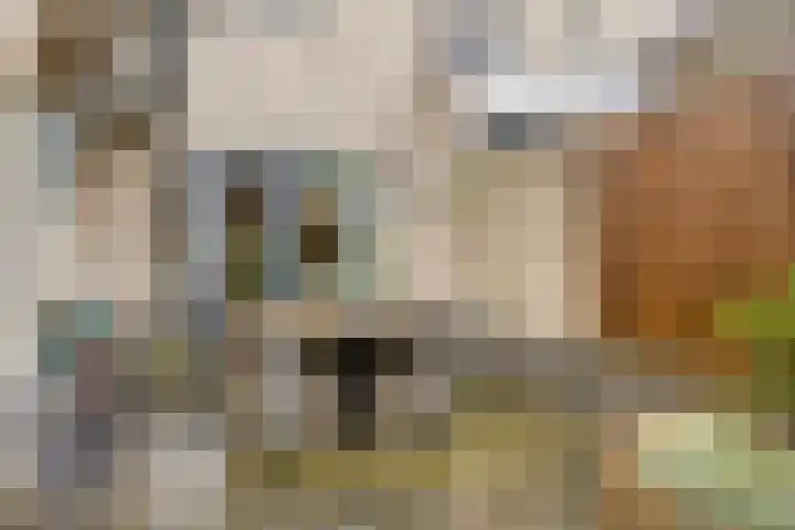 Berkenschakel 42 Bathmen thumbnail 43