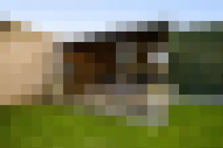 Berkenstraat 4 Hunsel thumbnail 38