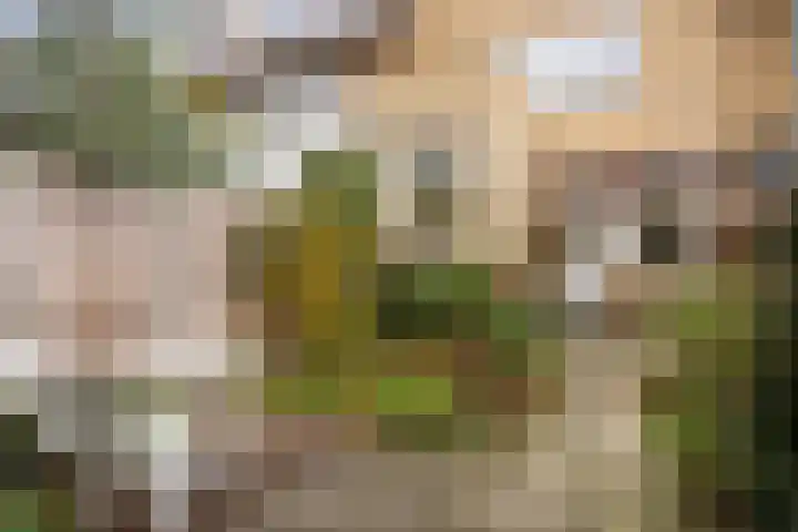Berkenweg 5 Zaandijk thumbnail 43