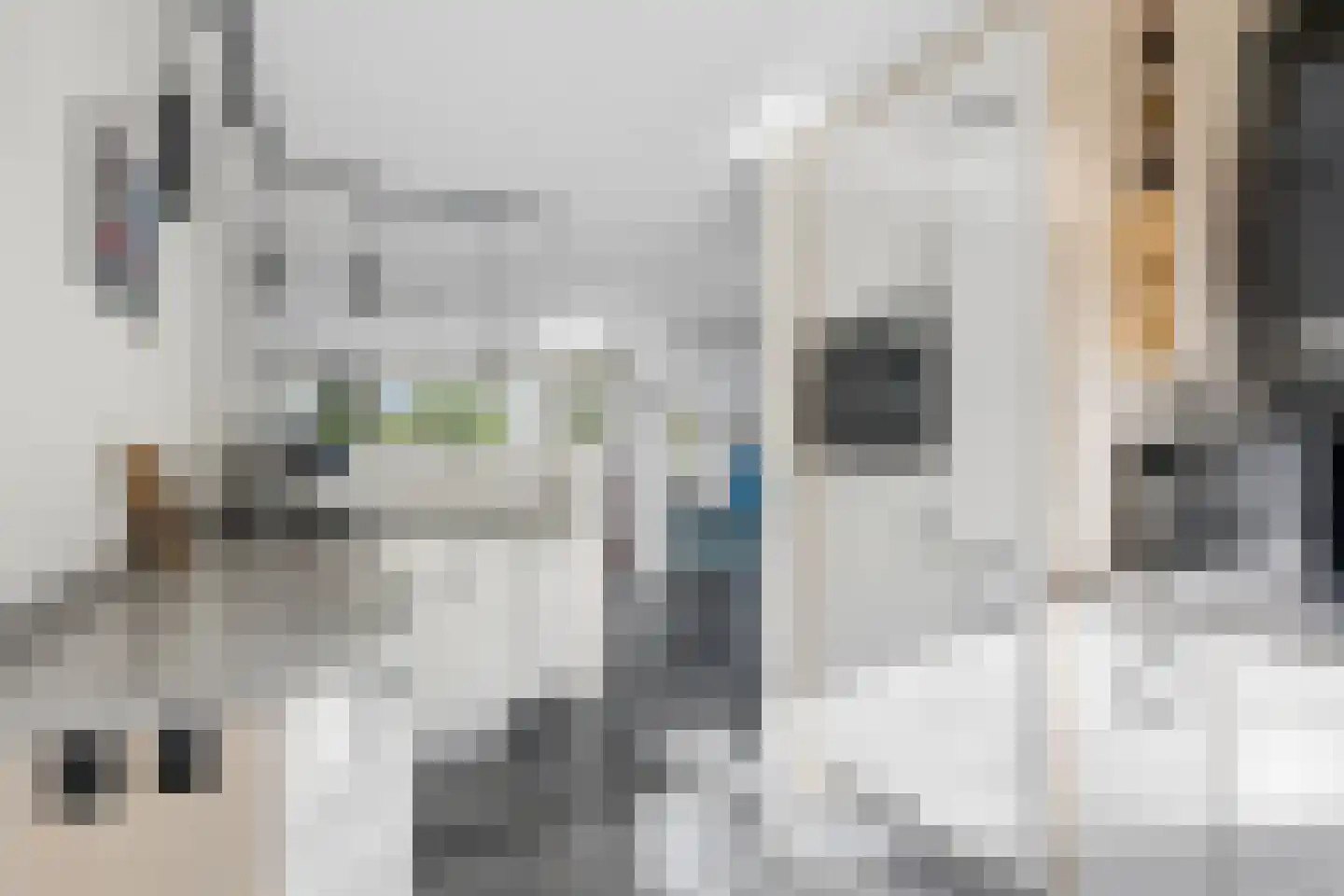 Berkenzwam 5 Veenendaal thumbnail 12