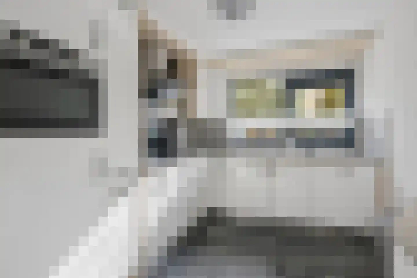 Berkenzwam 5 Veenendaal thumbnail 13