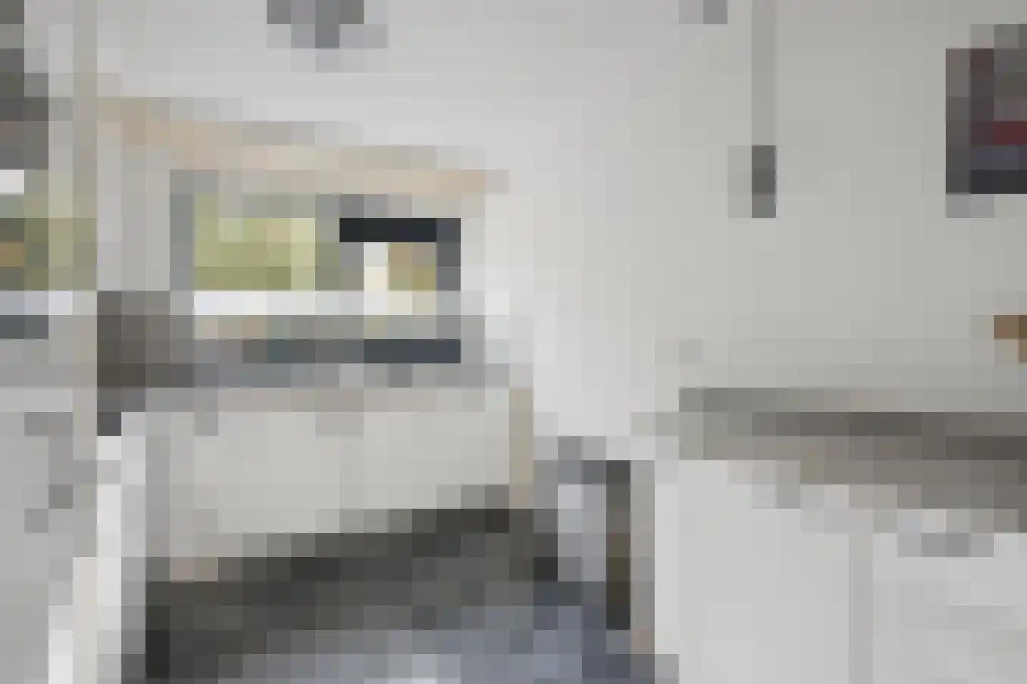 Berkenzwam 5 Veenendaal thumbnail 14