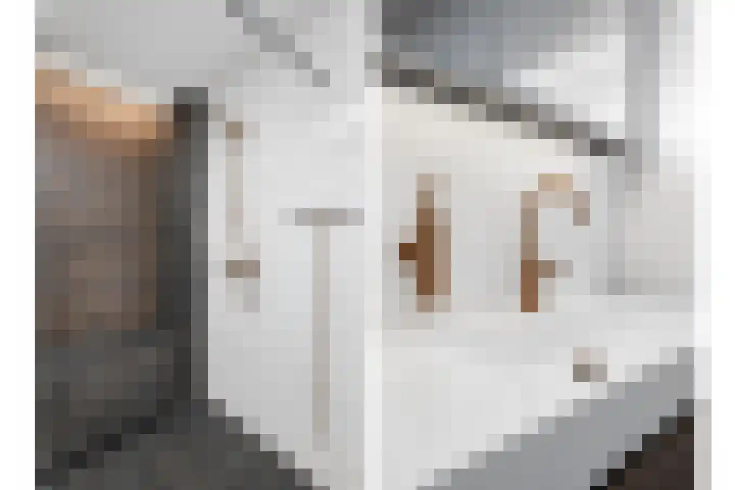 Berkenzwam 5 Veenendaal thumbnail 20
