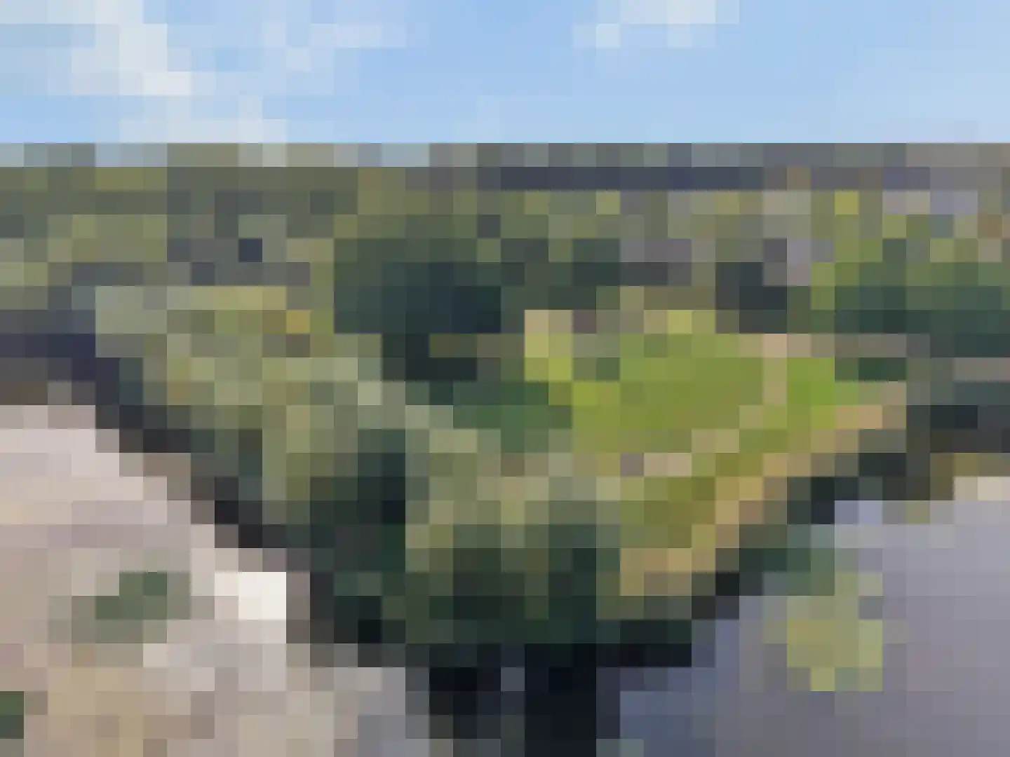 Berkenzwam 5 Veenendaal thumbnail 36