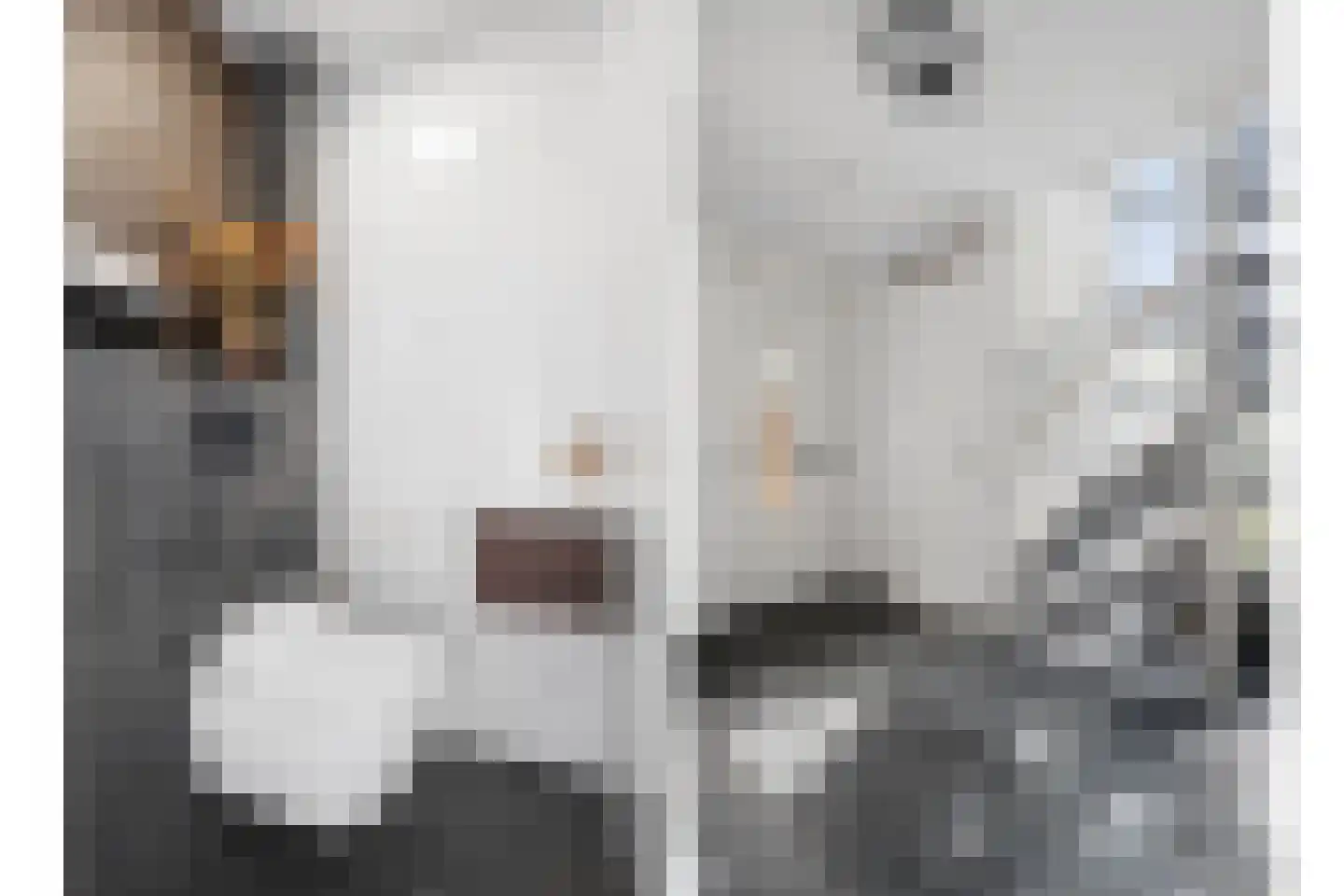 Berkenzwam 5 Veenendaal thumbnail 6