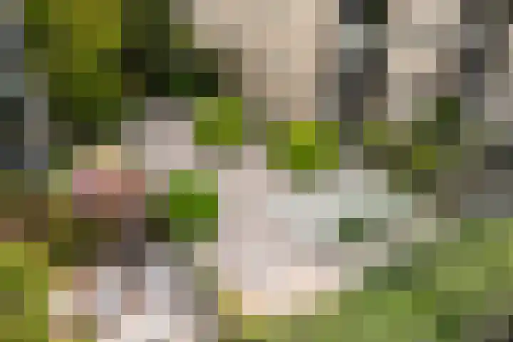 Berlageplan 45 Zoetermeer thumbnail 48